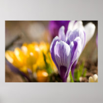 Purple & White Crocuses DSC0697