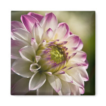 Purple & White Dahlia Magnet