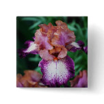 Purple & White Iris.. buttons
