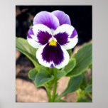 Purple-white Pansy Poster