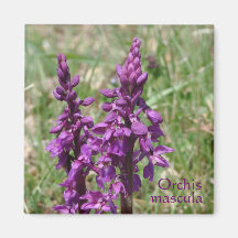 Purple wild orchid magnet