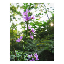 Purple Wildflower Print Photo