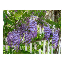 Purple Wisteria ~ postcard