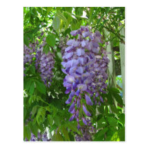 Purple Wisteria V ~ postcard
