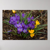 Purple & Yellow Crocuses DSC5930