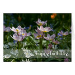 Purple & Yellow Tulips DSC0853 Greeting Cards