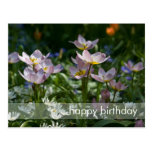 Purple & Yellow Tulips DSC0853 Postcard
