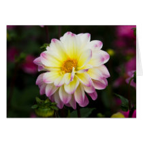 Purple, Yellow & White Dahlia Card