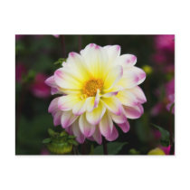 Purple, Yellow & White Dahlia Postcards