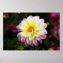 Purple, Yellow & White Dahlia Print
