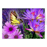 Purples In Nature cards