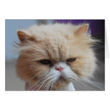 Purr-fect Persian Cat Greeting Card