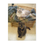 Purrfect Posing Puddies Postcard