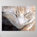 Purrsia the Cat Print