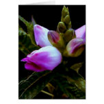 Pushing Bud cards