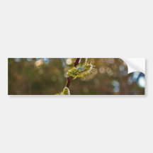 Pussy Willow Bumper Stickers