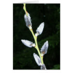 Pussy Willow Frosted then Thawed Greeting Card