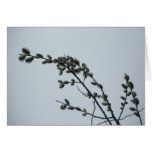 Pussy Willow Note Card