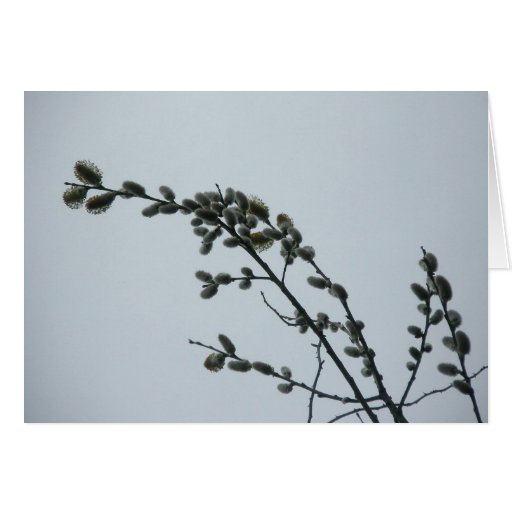 Pussy Willow Note Card
