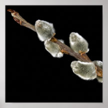 Pussy Willow Poster