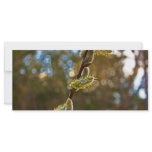 Pussy Willow rack cards