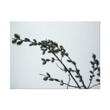 Pussywillow Catkins on Grey Spring Sky Stretched Canvas Prints
