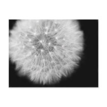 Pusteblume Postkarten