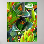 Puya alpestris print