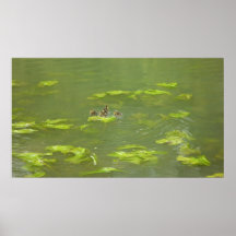 Puzzled Oxford Duckling Print