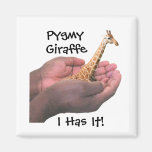Pygmy Giraffe Refrigerator Magnets