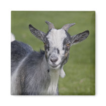 Pygmy Goat Magnet