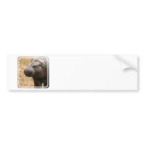 Pygmy Hippo Bumper Sticker