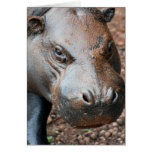Pygmy Hippo cards