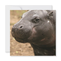 Pygmy Hippo Invitations