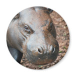 Pygmy Hippo magnets