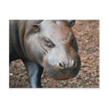 Pygmy Hippo postcards