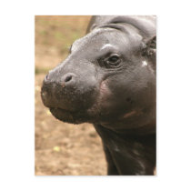 Pygmy Hippo Postcard