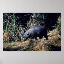 Pygmy Hippo-small calf Poster