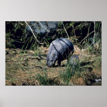 Pygmy Hippo-small calf Posters