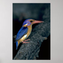 Pygmy Kingfisher Poster