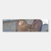 Pygmy Marmoset Portrait Bumper Sticker