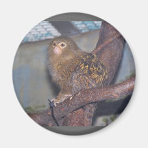 Pygmy Marmoset Portrait Refrigerator Magnet