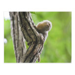 Pygmy Marmoset Postcard