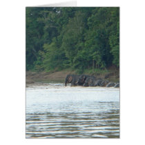 Pygmy Paddle Greeting Card