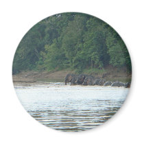Pygmy Paddle Fridge Magnet