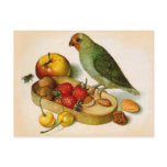 Pygmy Parrot With Fruit and Nuts Post Card