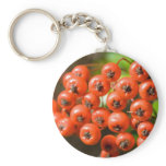 Pyracantha keychains