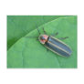 Pyralis Firefly Postcard.