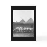 Pyramids and Sheep Egypt 1899 cards