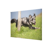 Pyrenean Shepherd goes round the pole Gallery Wrap Canvas